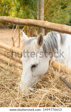 A white horse eating grass.