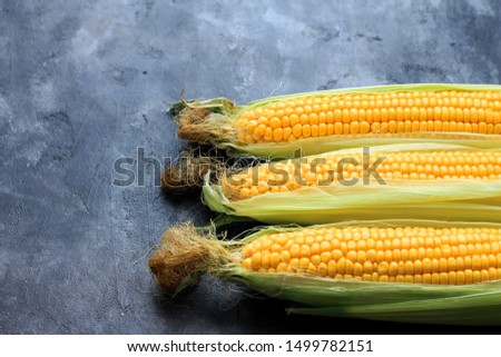 Fresh sweet corn ears. Texture sweet yellow fresh vegetables corns. Image organic sweet corn. Copy space, close-up.
