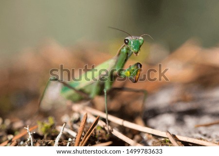 Green mantis close up. Portrait of insect. Female European Mantis on blurred background in nature. Macro shot of insect