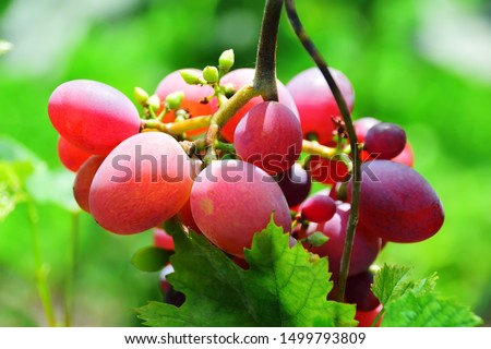 The upper part of a bunch of grapes on a blurred plant background. Green leaves in the foreground. Bright sunlight. Beautiful summer picture. Wallpaper.