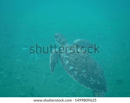 Underwater picture of a swimming turtle