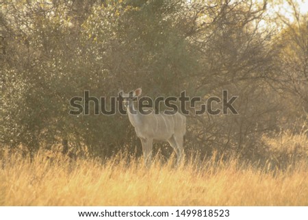 Greater Kudu (Tragelaphus strepsiceros) in South Africa