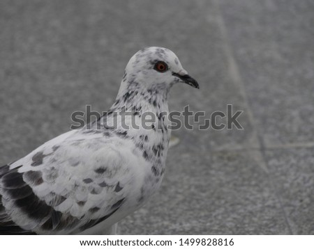 closeup picture of white and black pigeon
