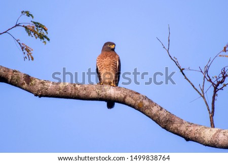 Roadside Hawk photographed in Linhares, Espirito Santo. Southeast of Brazil. Atlantic Forest Biome. Picture made in 2013.