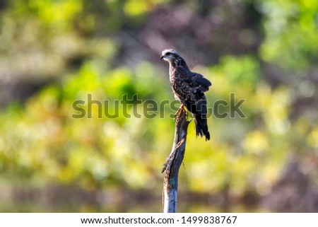 Snail kite photographed in Linhares, Espirito Santo. Southeast of Brazil. Atlantic Forest Biome. Picture made in 2013.