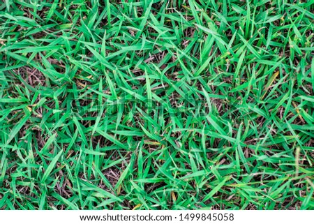 Beautiful grass texture. background of green grass