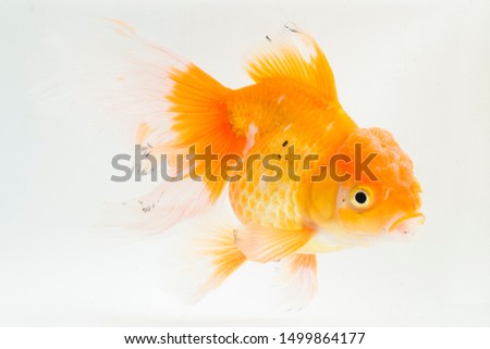  Beautiful Orange Oranda Goldfish (Carassius auratus) diving in fresh water glass tank isolated on white background