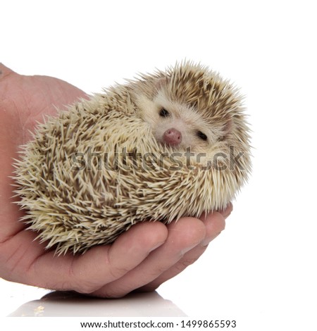 adorable african hedgehog being held in palm on white background, full body