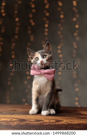lovely Metis cat with gray white fur and pink bow tie is sitting and looking ahead pensive on gray studio background