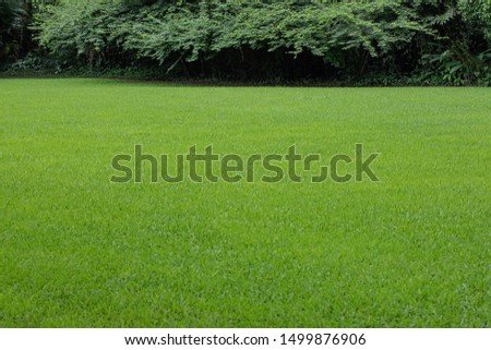 Beautiful lawn for the background
