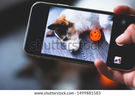 Cute dog taking, making a selfie with mobile cell phone. Photo of a sleeping dog through the smartphone. Picture of a puppy for Halloween holiday on a wooden background, near a pumpkin jack o lantern.