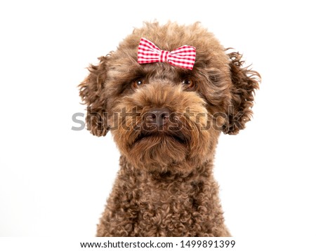 Funny dog concept image. Labradoodle with bow or tie, isolated on white. Dog and humor card concept image, copy space with white background.