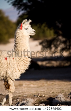 Alpaca in a oasis in the Atacama desert, Tambillo, Los Flamencos National Reserve, Atacama desert, Chile, South America