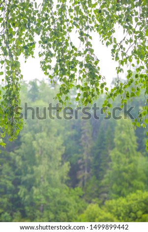 background natural frame of birch leaves