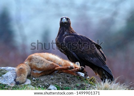 Forest hunter. Golden Eagle feeding on kill Red Fox in the forest. Bird behaviour in the nature.  Action food scene with brown bird of prey, eagle with catch, Germany, Europe. First snow.