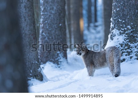 cute young puma walking in snow in winter forest