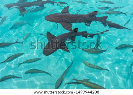 
Nurse sharks in Compass Cay (Great Exuma, Bahamas).