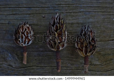 Three magnolia seed pods lay against a rustic wood background