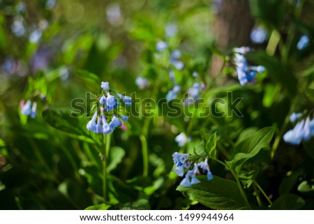 Close up of bluebell flowers with background