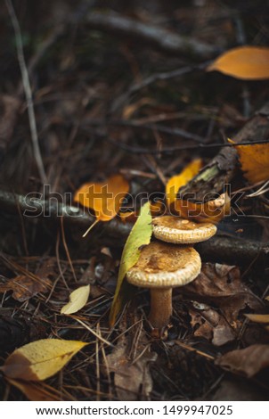 Close-up of two yellow mushrooms among fallen tree needles and dried tree branches and colourful leaves. Autumny mood.