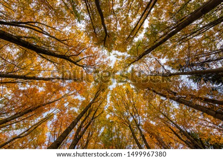 Looking up towards autumn sky, trees with golden leaves of many shades, from yellow to red. Amazing and relaxing sight.