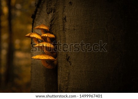 Yellow mushroom growing out of a tree. Amazing and pure natural detail. Peaceful and warm autumn tones. Curvy mushrooms, almost like curiously looking out.