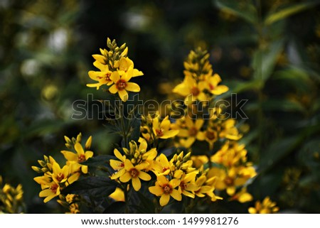 Yellow flowers of Lysimachia vulgaris or the yellow loosestrife, in the garden. It is a  herbaceous perennial flowering plant in the family Primulaceae.

