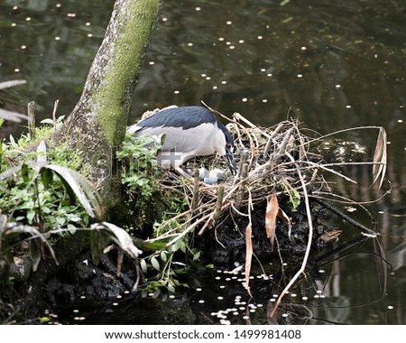 Black-crowned Night Heron on the nest by the water in its environment.