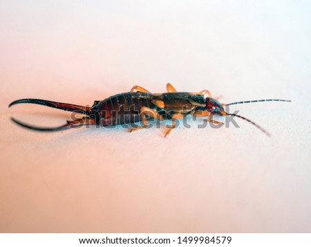 Common earwig or European earwig, Forficula auricularia against white background. Close up view