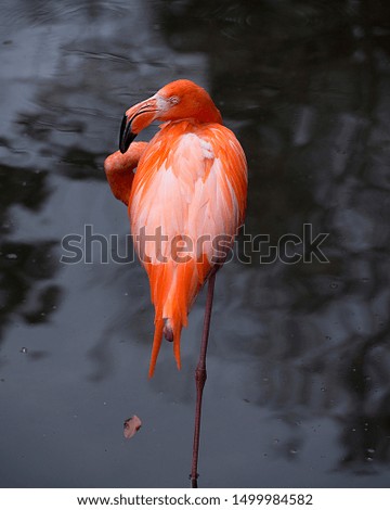 Flamingo bird in its surrounding.