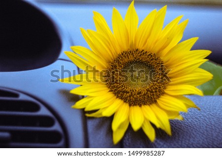 bright sunflower on the black panel in the car