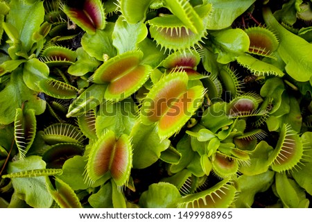 Close-up shoot of Dionaea muscipula, venus fly trap