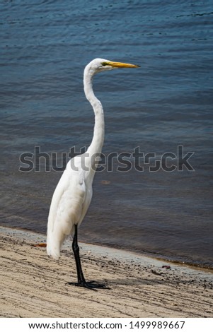 Great Egret (Ardea alba) standing by the water