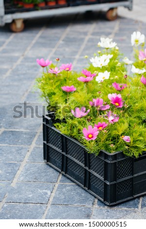 Plastic recipient with Beautiful cosmos flower for sale in central Ostend Belgium