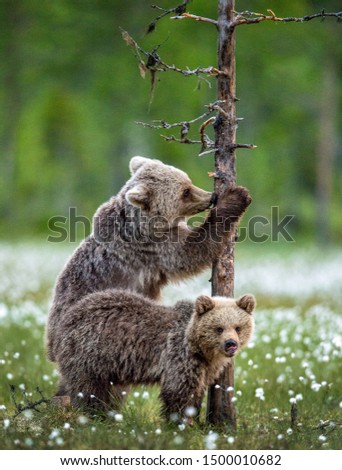 Brown bear cub climbs a pine tree. Brown bear cubs in summer forest among white flowers. Scientific name: Ursus Arctos ( Brown Bear). Green natural background. Natural habitat, summer season.