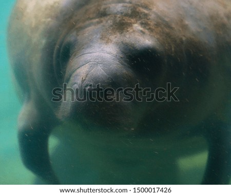 Manatee close up enjoying the warm outflow of water from Florida river.