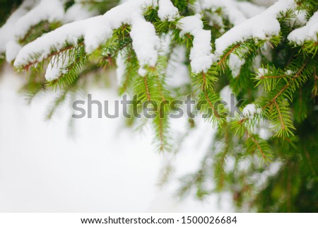 Beautiful Nature Winter Background with christmas tree. Snow-covered fir tree branches close up. Winter template with copy space for text.