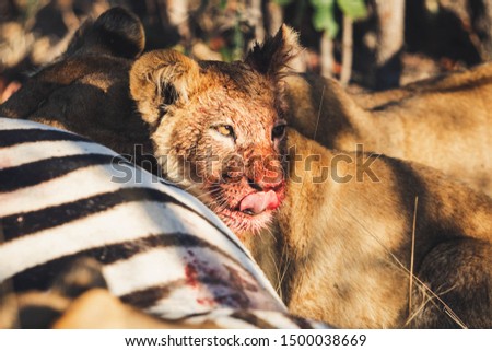 Baby lion licking his bloody nose