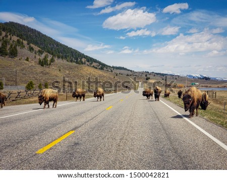American bison or buffalo blocking traffic while walking on a road in Montana on way to Yellowstone National Park in late Spring or early Summer with mountains and cloudy blue sky in background.