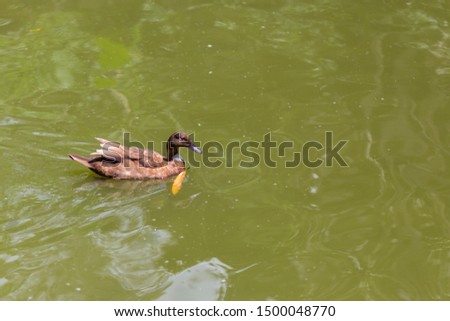 Cute small duck on park