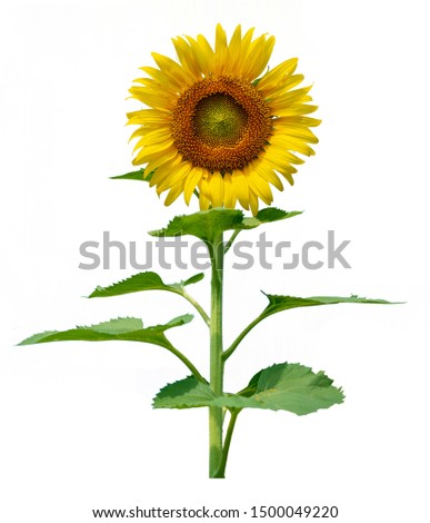 single sunflower on white background with clipping path