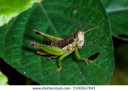 Grasshoper- Locusts are certain species of short-horned grasshoppers in the family Acrididae that have a swarming phase. 