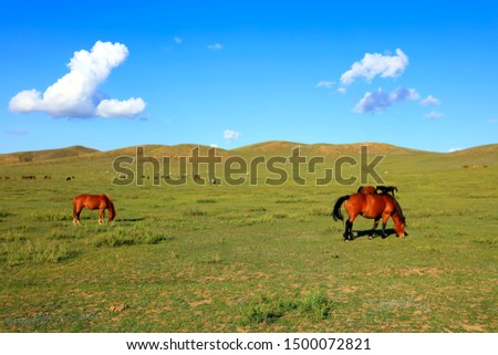 The horses grazed on the grassland