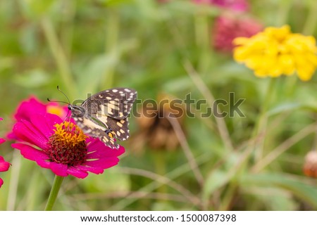 butterfly Sucking nectar from pollen In the flower garden