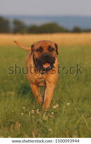Boerboel Kdog on a meadow