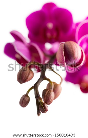 Orchid isolated on the white background.