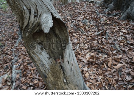 In autumn, hollow tree trunks experience drought.