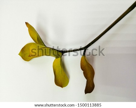 yellowing leaves on a branch on a white background macro image