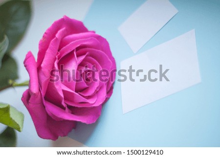 pink rose on a blue background and empty cards for writing