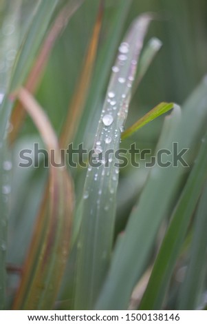 close up water drop on green leaf